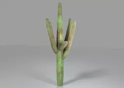 CACTUS 3D model