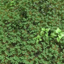 Clover Meadow Patch 3D model