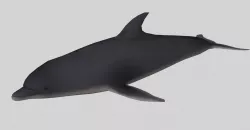 dolphin 3D model