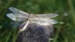 dragonfly 3D model