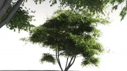 EVERYPlant Japanese Maple 04 -- 11 Models 3D model