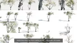 EVERYPlant River Red Gum LowPoly Bundle -- 120 Models 3D Model Collection