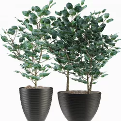 Exotic Plants 3D model