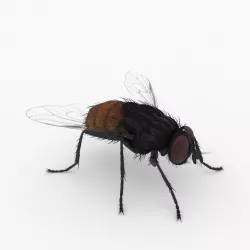 fly 3d models 3D model