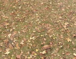 Ground terrain grass PBR pack 4 Texture