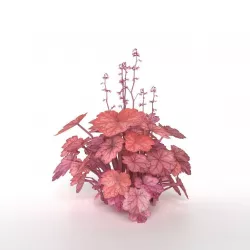 Heuchera  Amber Lady 3D model