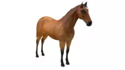 horse 3D model
