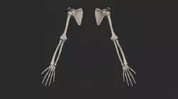 Human Arm Bones High Poly 3D model