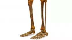 Human Legs Scanned Low-poly  3D model