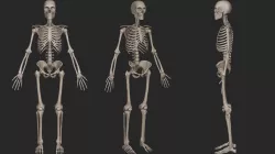 Human Skeletal System High Poly 3D model