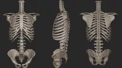 Human Skeletal Torso High Poly 3D model