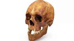 Human Skull Scanned Low-poly  3D model