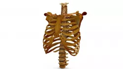 Human Spine Scanned Low-poly  3D model
