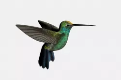 Humming bird 3d model 3D model