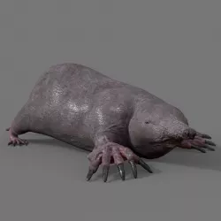 mole skin 3D model