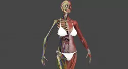 Motion Capture Female Anatomy Low-poly  3D model