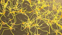 Neurons 3D model