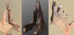 photorealistic 3D scanned wild boar lower jaw  Low-poly  3D model