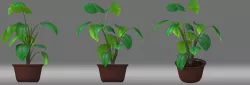Potted plant plant  animation 3D model