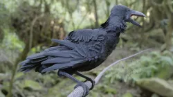 raven 3D model