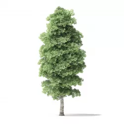 Red Alder Tree 3D Model 13m 3D model