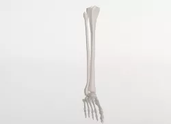 Right foot  3D model