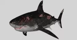 SHARK 01 3D model