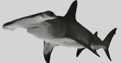 SHARK 02  3D model