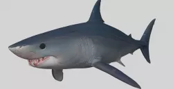 SHARK 03 3D model