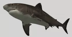 SHARK 04 3D model