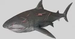SHARK 05 3D model