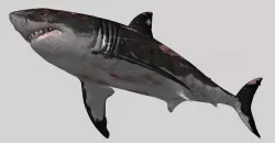 SHARK 08 3D model