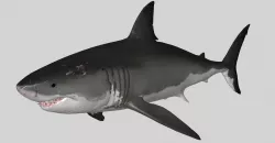 SHARK 10 3D model
