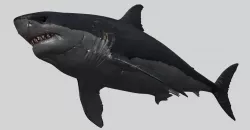 SHARK 12  3D model