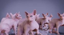 sphynx cats 3D model