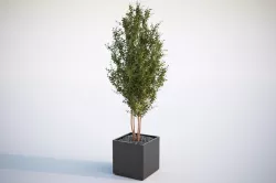 Tall tree in planter 3D model