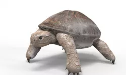 Tortoise Low-poly  3D model