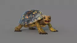 Turtle 3D model