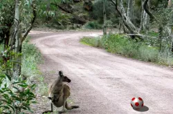 Ball