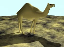 Camel