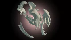 Cat skull scan veterinary anatomical tutorial 3D model