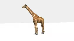 giraffee Low-poly  3D model