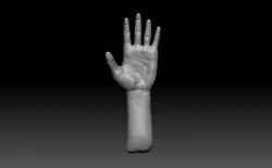 Hand Zbrush 3D model