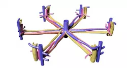 hepatic liver lobule 3D model