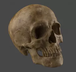 Human Skull 3D model