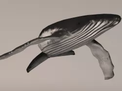 Humpback Whale Low-poly  3D model