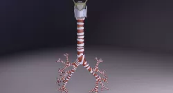 Larynx and trachea 3D model
