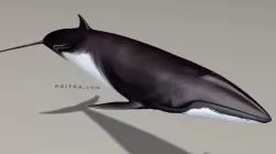 Minke Whale - Balaenoptera Acutoro - Adult Male - Pose 1 - 3D model