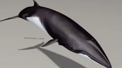 Minke Whale - Balaenoptera Acutoro - Adult Male - Pose 2 - 3D model