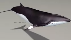 Minke Whale - Balaenoptera Acutoro - Adult Male - Pose 3 - 3D model